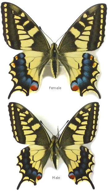 Papilio machaon 