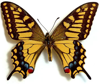 Papilio machaon 