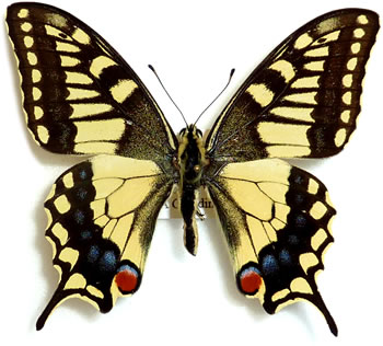 Papilio machaon 