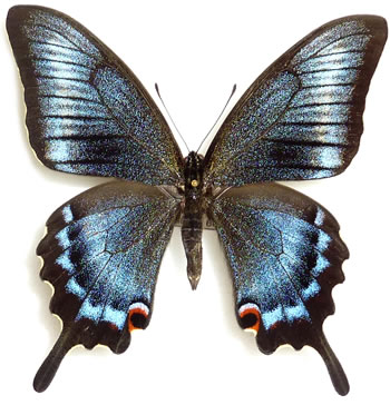 Papilio machaon x Papilio maacki