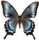 Papilio machaon x Papilio maacki
