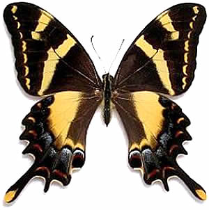 Papilio machaonides 