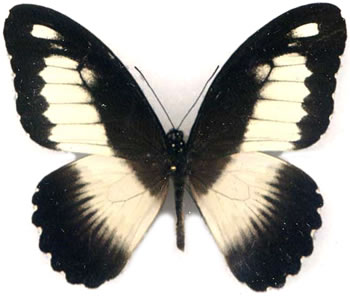 Papilio maesseni 