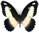 Papilio maesseni 