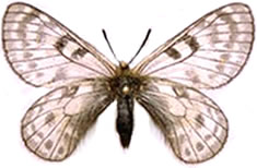 Parnassius maharaja