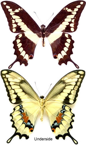 Papilio melonius