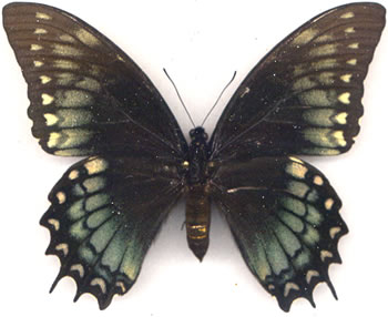 Papilio menatius