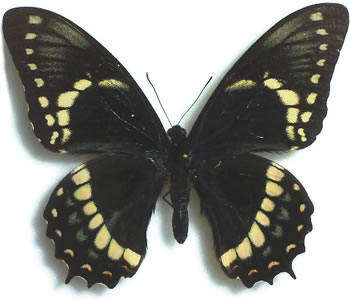 Papilio menatius