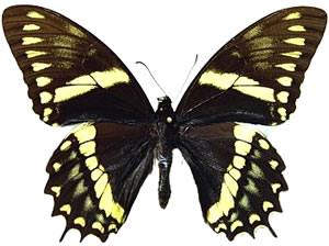 Papilio menatius 