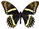 Papilio menatius 