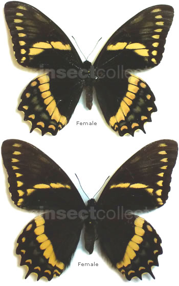 Papilio menatius 