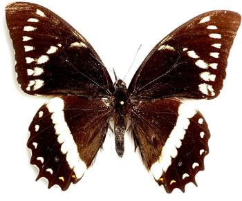 Papilio coroebus