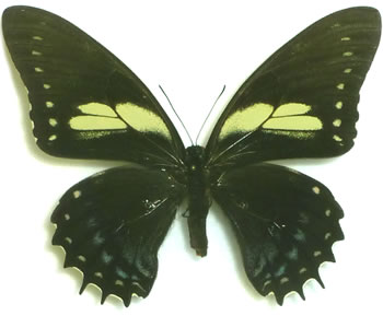 Papilio menatius