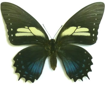 Papilio menatius