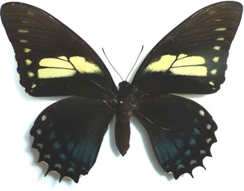 Papilio menatius