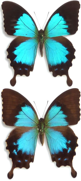 Papilio montrouzieri