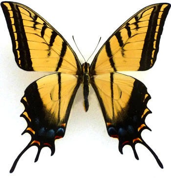 Papilio multicaudata 