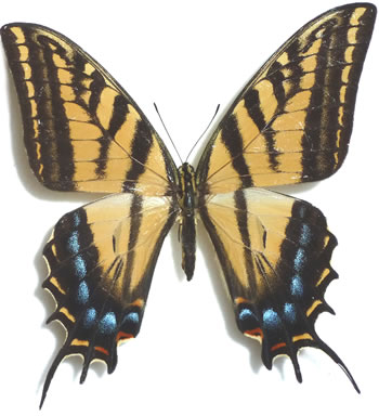 Papilio multicaudata 
