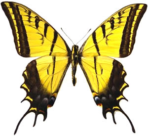 Papilio multicaudata 