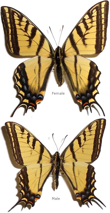 Papilio multicaudata 