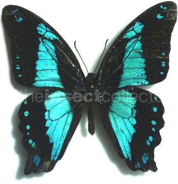 Papilio nerminae