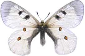 Parnassius nordmanni