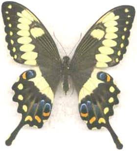 Papilio ophidicephalus 