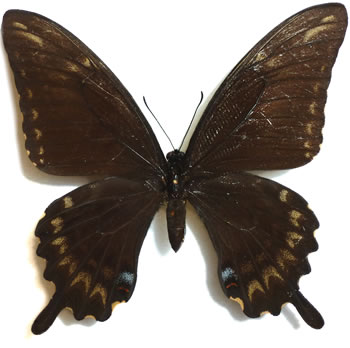Papilio ornythion 
