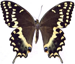 Papilio palamedes