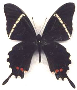 Papilio pelaus