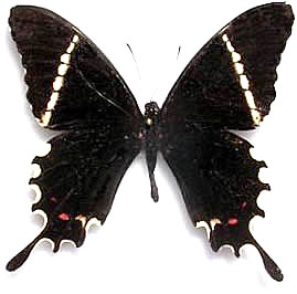 Papilio pelaus
