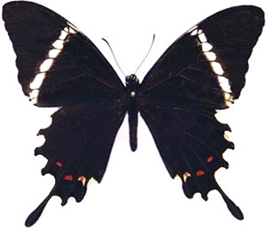 Papilio pelaus