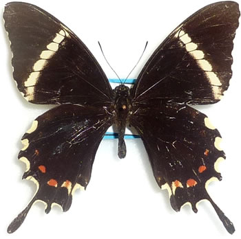 Papilio pelaus