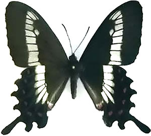 Parides phalaecus