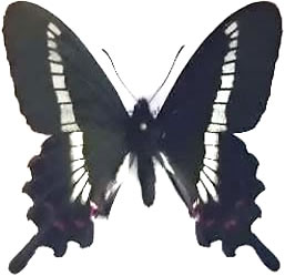 Parides phalaecus