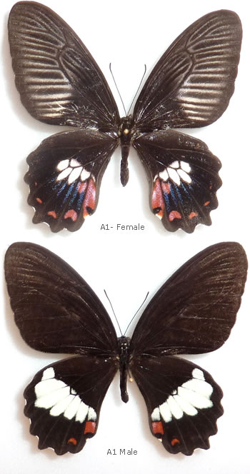 Papilio phestus 