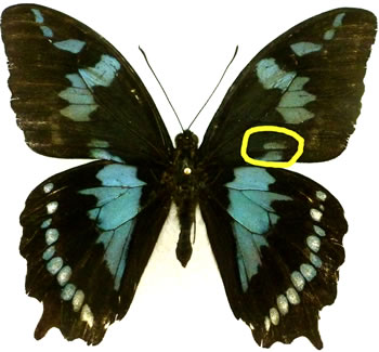 Papilio phorbanta 