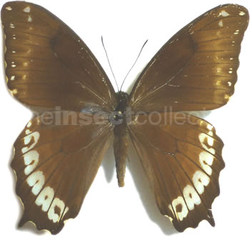 Papilio phorbanta 