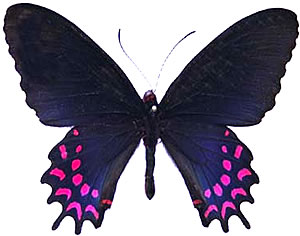 Parides photinus