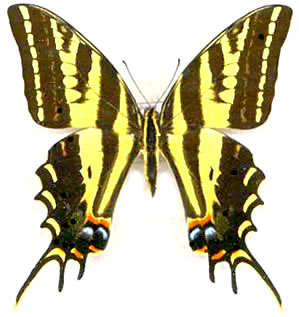 Papilio pilumnus