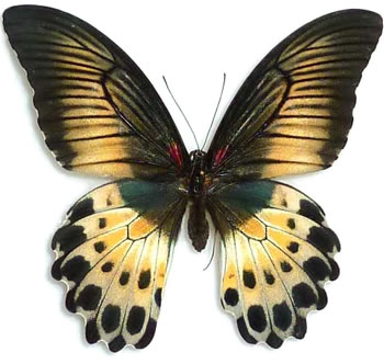 Papilio polymnestor