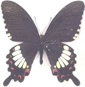 Papilio polytes 