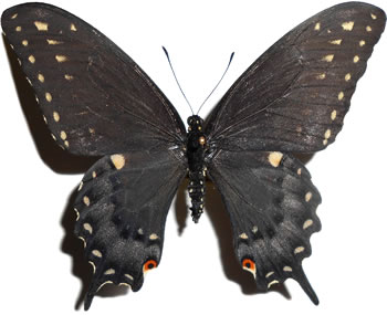 Papilio polyxenes