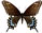 Papilio kahli