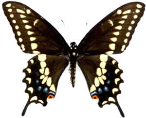 Papilio kahli