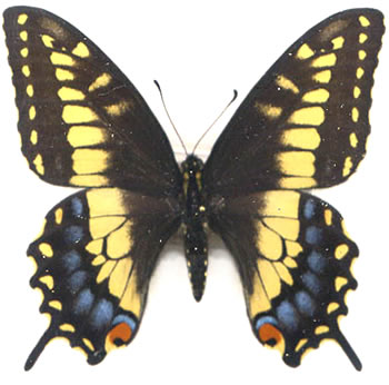 Papilio polyxenes x P.machaon