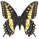 Papilio polyxenes x P.machaon