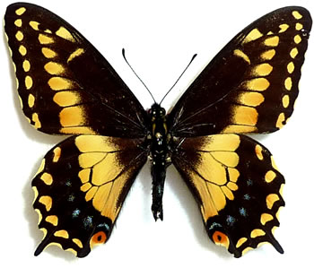 Papilio polyxenes 