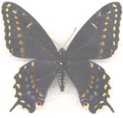 Papilio polyxenes 