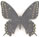 Papilio polyxenes 
